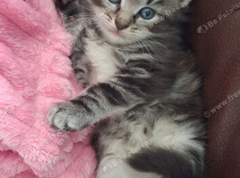 Kittens looking for loving home
