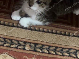 2 months kitten