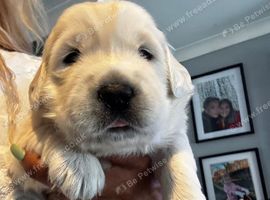 9 beautiful golden retriever puppies