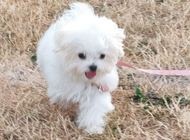 Puppy maltese