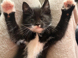 Black and White Kitten