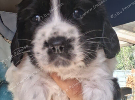 Gorgeous sprocker  puppies