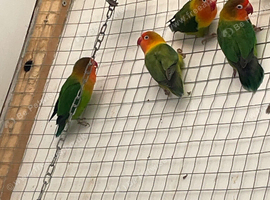 Lovebirds