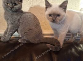 3 British shorthair girls