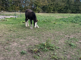 Mini cob colt foal
