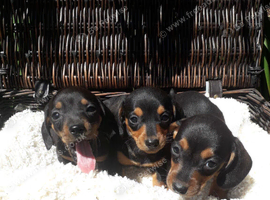 Miniature original dachshund girls available now