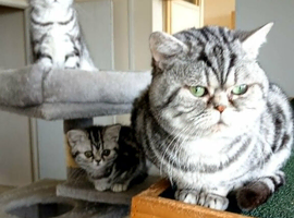 Bsh. Silver classic tabby ,stud cat for sale on the August.