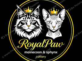 Mainecoon kittens on the way