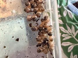 Giant African baby snails