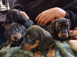 Miniature dachshund puppies KC reg