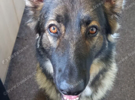Beautiful KC German shepherd