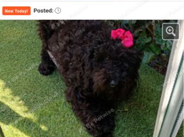 Cockapoo girl