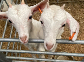 Trio of goats