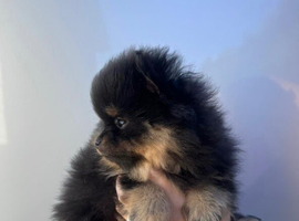 2 Pomeranian girl pups READY NOW!