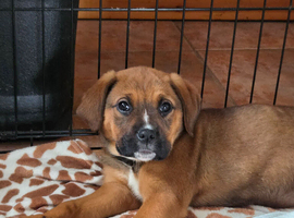 Boxweiler puppies