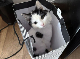 Young cat for sale