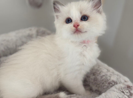 Stunning Blue/Lilac Bi-Colour Ragdoll Kittens &ndash; 7 Available
