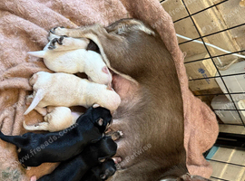 Last 4 boys left born 10th June REDUCED