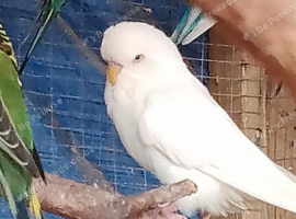 2 pairs of Adult Budgies