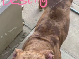 3 DOGS LOOKING FOR NEW HOMES