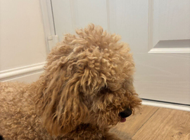 Female small cockapoo