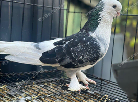 5 pigeons for sale