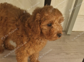Red Toy Cavapoo Boy