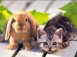 Buddies Animal Carers & House Sitting Services