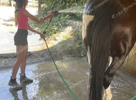 Yard helper / Looking after horses