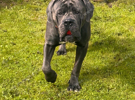 Cane Corso