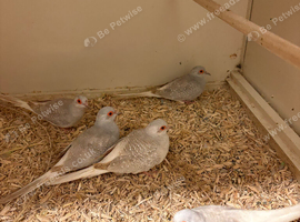 Diamond Doves