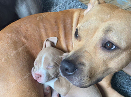 Staffy puppies for sale