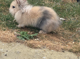 Rabbits for sale