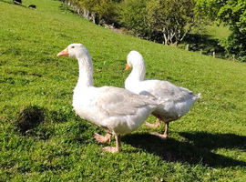 2 geese for sale