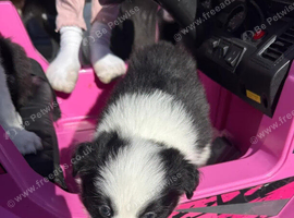 Border Collie Puppies