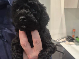 Adorable Cockapoo Puppies