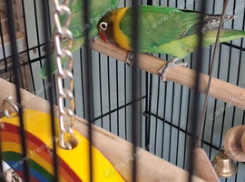 Two beautiful masked love birds for sale