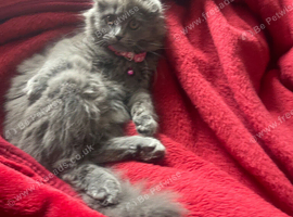 Scottish fold x BLH