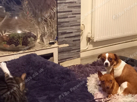 Little coco looking for new home