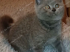 2 British short hair kittens left