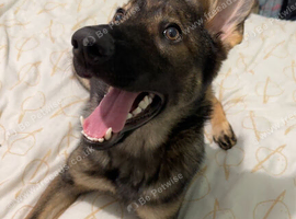 German shepherd puppy