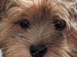 Female shihu Tzu puppy 12 weeks old