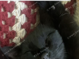Cat for sale