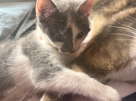 Kitten 9 weeks