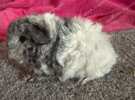 Peruvian and Alpaca guinea pig sows