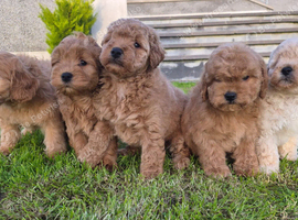 Beautiful cockapoo pups &pound;685