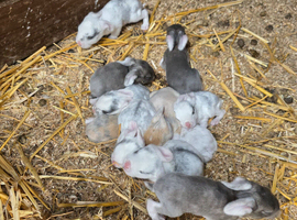 Rabbits for sale