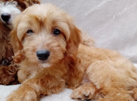 Cavapoo puppies