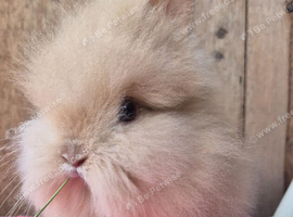 Pure bred double maned lionhead buck