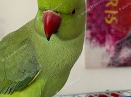 Tame ringnecks for sale